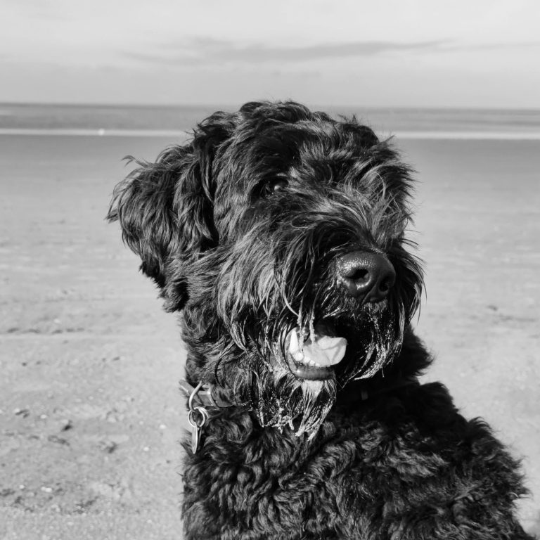Schwarzer Bernedoodle am Strand mit einem hellen Himmel im Hintergrund.