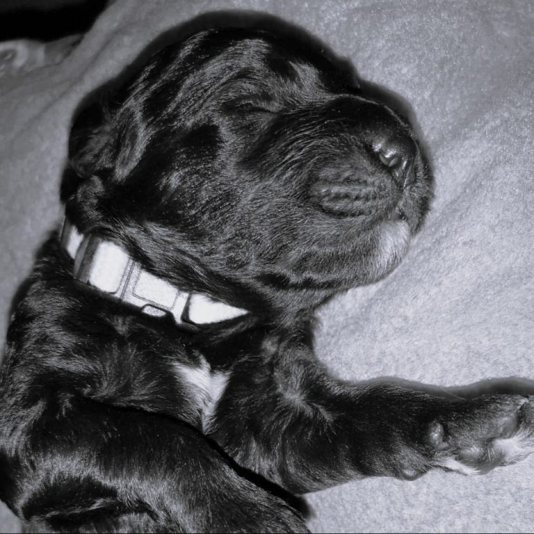 Schlafender schwarzer Bernedoodle Welpe mit geschlossenem Auge auf einer grauen Decke.